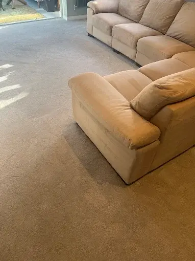 Freshly cleaned carpet in a living room